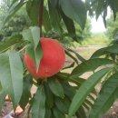 천일농장 이미지