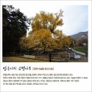 11/18일(토)~19일(일) 영동 양산팔경 금강둘레길 6km 트레킹과 문화 탐방 1박 여행 모임 이미지