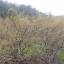 산수유축제장 이미지