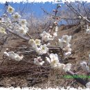 함초롬농원 이미지