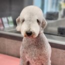 우한수 애견미용실 이미지