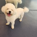 우쭈쭈플렉스 강아지 유치원 호텔 이미지