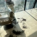 허윤식 | [리뷰♥️] 포레브헤어_ 송도 커트 맛집 태슬컷 단발 성공 후기(허윤 디자이너)