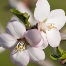 화정도서관 갤러리 꽃 이미지