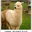 시바라마
