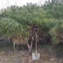 여주-0091 이미지