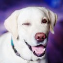 수웅누리@ | 사지 말고 입양하세요! 유기동물 입양 정보 1