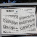 의령 성황리 소나무 이미지