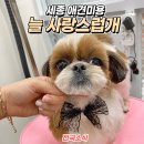 늘 사랑스럽개 이미지