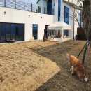 뭉구 애견 이미지