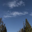 기지시 메타세콰이아 이미지