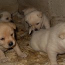 이쁜강아지 이미지