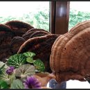 설악온천장 이미지