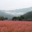 메밀정원 이미지