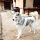 초가장 및 담장장 이미지