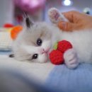 강남 고양이 분양 캣프렌즈 이미지