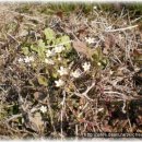 아랫기천 이미지