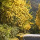 은행나무 주유소 이미지