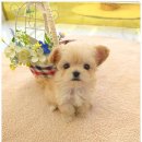 꽃강아지 이미지