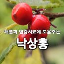 낙상홍 효능과 약성 부작용 먹는방법 이미지