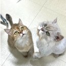 야옹이네 | 천안 두정동 야옹이네 고양이 카페 천안점 후기/천안 고양이 카페