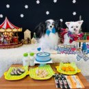 댕발란스 이미지