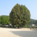 능치초교 이미지