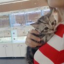 마포고양이도레미캣 이미지