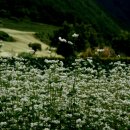 메밀꽃마을 이미지