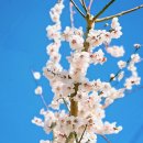 팡파미유강문점 | [강릉2박3일여행]강릉기념선물 추천::초당찰떡, 팡파미유