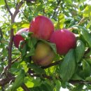 돌담하우스 이미지