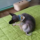 매력it개 이미지