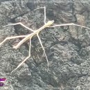 청용천 이미지