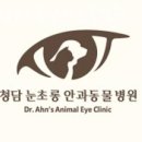 청담눈초롱안과동물병원 | 강남구 청담동 동물병원 청담눈초롱안과동물병원 위치 오는길 후기