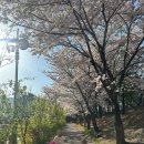 좌광천 산책로2 | 부산 벚꽃 명소 사람 없는 곳 추천, 기장 정관 병산저수지 &amp; 좌광천 벚꽃 개화 상황
