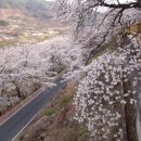 [국내여행지추천] 벚꽃 여행지 4선 이미지