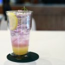 멍스타애견 이미지