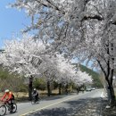 4월5일(토) 막달려 투어라이딩 ( 지리산 / 쌍계사 : 벚꽃 힐링) 마감합니다 이미지