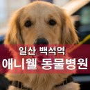 건국동물병원 | 백석역 동물병원 추천 – 후기 좋은 친절한 일산 애니웰 동물병원