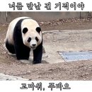 바오 가족들 만나러 에버랜드 주말 오픈런!