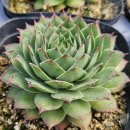 G0126 네이버블로그