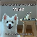 반려동물 케이크만들기 | 경기김포반려동물케이크 고민하다선택한 댕콤달콤,강아지 케이크 후기