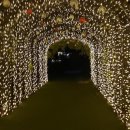 낭만사시미 이미지