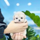 대구펫 강아지분양 고양이분양 이미지