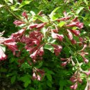 들꽃목장 이미지