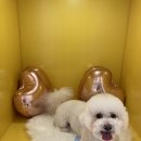 하이마이댕댕 이미지