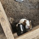 달우물농장 | 일산 아이랑 가볼만한곳 찬우물 동물농장 먹이주기 체험