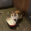 고양이정원 | 대구 시지 카페 추천｜핸즈커피 시지점 정원 고양이 있는 대형카페 후기