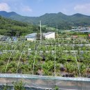 황강장어 이미지