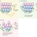 Re:Dietary and Metabolic Control of Stem Cell Function in Physiology and Cancer 이미지